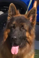 Maximums , a male German Shepherd Dog for sale in Bakersfield, CA – 3 of 4