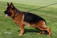 STAR, a female German Shepherd Dog for sale in Bakersfield, CA – Photo 3 of 3