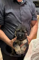 STAR, a female German Shepherd Dog for sale in Bakersfield, CA – Photo 2 of 3