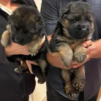 STAR, a female German Shepherd Dog for sale in Bakersfield, CA – Photo 1 of 3