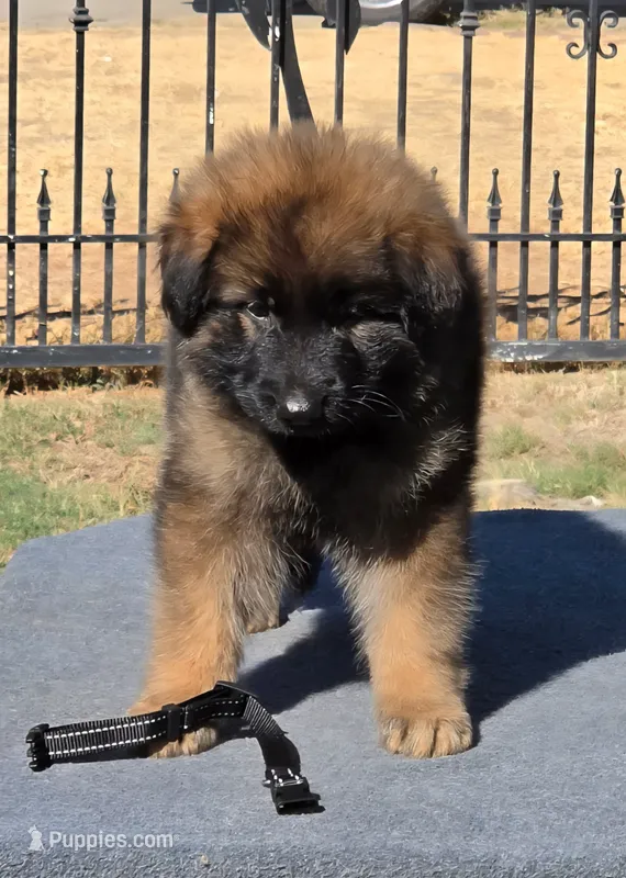Erasmus  – German Shepherd Dog puppy for sale in Bakersfield, CA