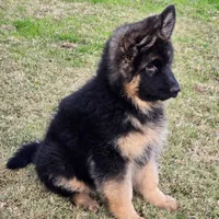 Dixie, a female German Shepherd Dog for sale in Bakersfield, CA – Photo 2 of 5