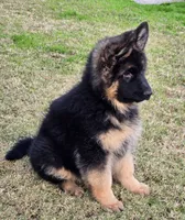 Dixie, a female German Shepherd Dog for sale in Bakersfield, CA – Photo 2 of 5