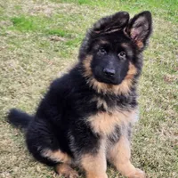 Dixie, a female German Shepherd Dog for sale in Bakersfield, CA – Photo 1 of 5