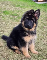 Dixie, a female German Shepherd Dog for sale in Bakersfield, CA – Photo 1 of 5