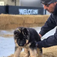 Dixie, a female German Shepherd Dog for sale in Bakersfield, CA – Photo 3 of 5