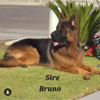 Dixie, a female German Shepherd Dog for sale in Bakersfield, CA – Photo 5 of 5