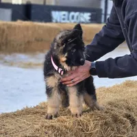 Dixie, a female German Shepherd Dog for sale in Bakersfield, CA – Photo 4 of 5