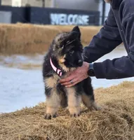 Dixie, a female German Shepherd Dog for sale in Bakersfield, CA – Photo 4 of 5