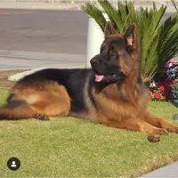 Maximums , a male German Shepherd Dog for sale in Bakersfield, CA – 2 of 4