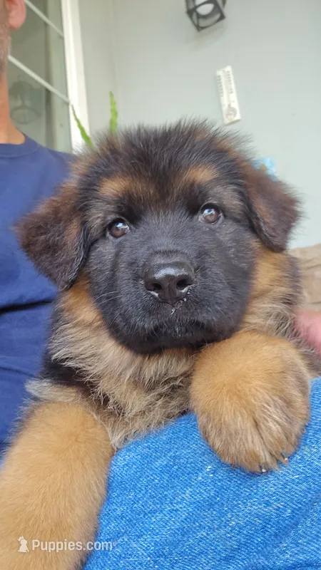 Princess  – German Shepherd Dog puppy for sale in Bakersfield, CA