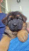 Princess , a female German Shepherd Dog for sale in Bakersfield, CA – 1 of 3