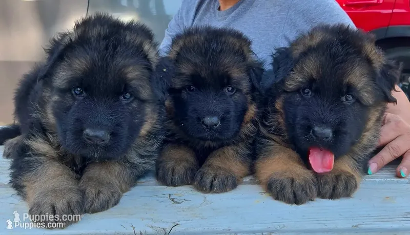 Maximums  – German Shepherd Dog puppy for sale in Bakersfield, CA