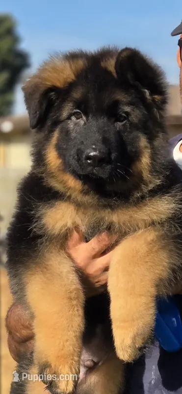 Xina  – German Shepherd Dog puppy for sale in Bakersfield, CA