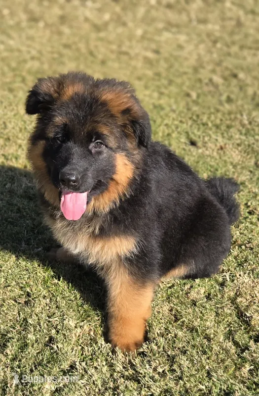 Xina  – German Shepherd Dog puppy for sale in Bakersfield, CA