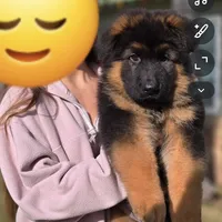 THOR, a male German Shepherd Dog for sale in Bakersfield, CA – Photo 1 of 2