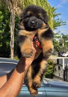 Princess , a female German Shepherd Dog for sale in Bakersfield, CA – 3 of 3