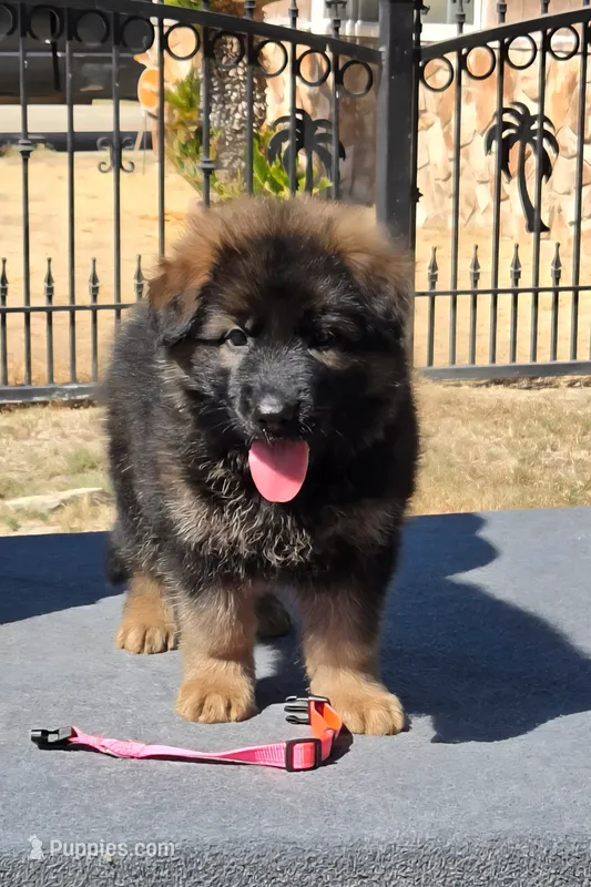 Ruby  – German Shepherd Dog puppy for sale in Bakersfield, CA