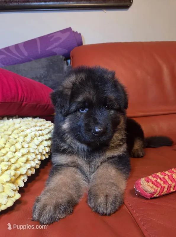 Maximums  – German Shepherd Dog puppy for sale in Bakersfield, CA