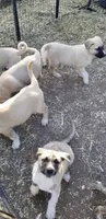 Tiger - Brindle , a male Anatolian Shepherd Dog for sale in Gorman, CA – 2 of 3