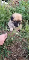 Bear - Fawn, Rough coat, a male Anatolian Shepherd Dog for sale in Gorman, CA – 1 of 4