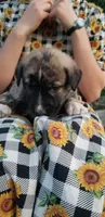 Rosita-Brindle, a female Anatolian Shepherd Dog for sale in Gorman, CA – 4 of 6