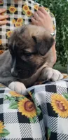 Rosita-Brindle, a female Anatolian Shepherd Dog for sale in Gorman, CA – 2 of 6