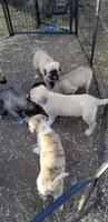Wolf - Brindle, Rough coat, a male Anatolian Shepherd Dog for sale in Gorman, CA – 4 of 4