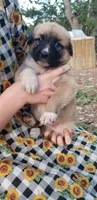 Bear - Fawn, Rough coat, a male Anatolian Shepherd Dog for sale in Gorman, CA – 2 of 4