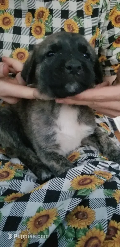Tiger - Brindle  – Anatolian Shepherd Dog puppy for sale in Gorman, CA