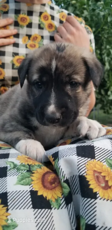 Rosita-Brindle – Anatolian Shepherd Dog puppy for sale in Gorman, CA