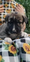 Rosita-Brindle, a female Anatolian Shepherd Dog for sale in Gorman, CA – 1 of 6