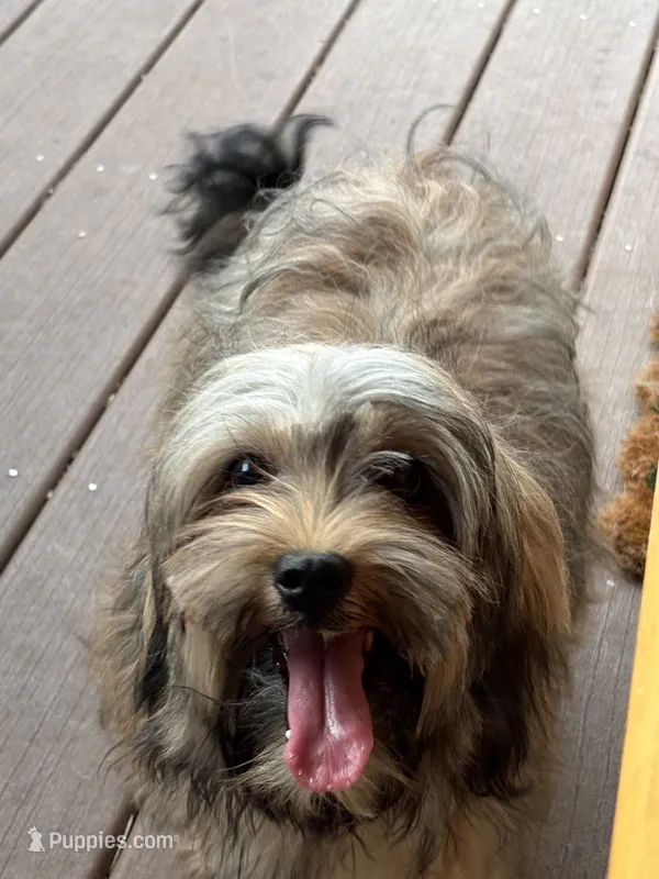 Rumba  – Havapoo puppy for sale in Hudson, NH