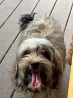 Rumba , a female Havapoo for sale in Hudson, NH – 1 of 9
