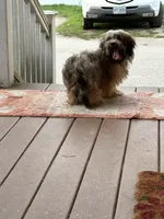 Rumba , a female Havapoo for sale in Hudson, NH – 7 of 9