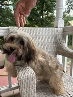 Rumba , a female Havapoo for sale in Hudson, NH – 8 of 9
