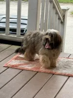 Rumba , a female Havapoo for sale in Hudson, NH – 2 of 9
