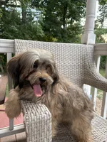 Rumba , a female Havapoo for sale in Hudson, NH – 4 of 9