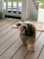 Rumba , a female Havapoo for sale in Hudson, NH – 5 of 9