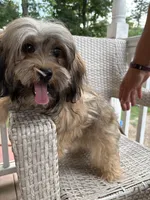 Rumba , a female Havapoo for sale in Hudson, NH – 9 of 9