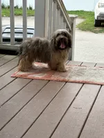 Rumba , a female Havapoo for sale in Hudson, NH – 3 of 9