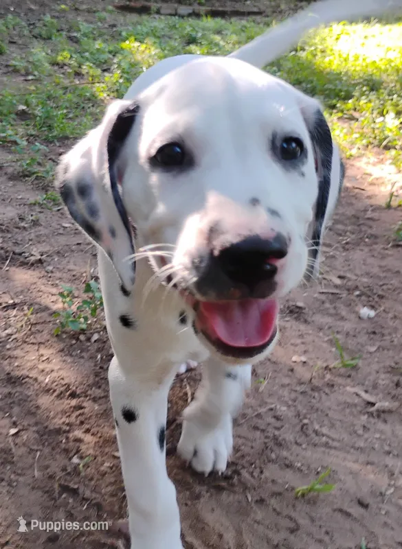 Purple – Dalmatian puppy for sale in Denton, TX