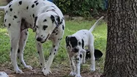 Green, a female Dalmatian for sale in Denton, TX – 2 of 10