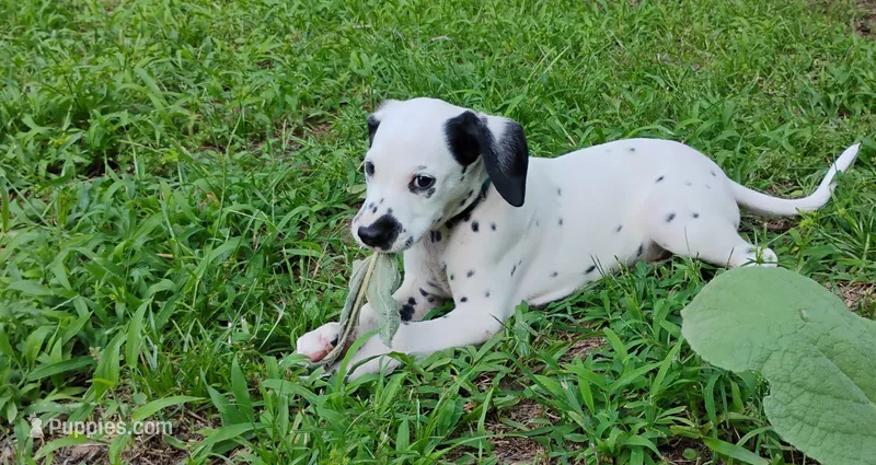 Blue – Dalmatian puppy for sale in Denton, TX