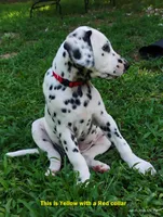 Yellow (now with red collar), a male Dalmatian for sale in Denton, TX – 2 of 9