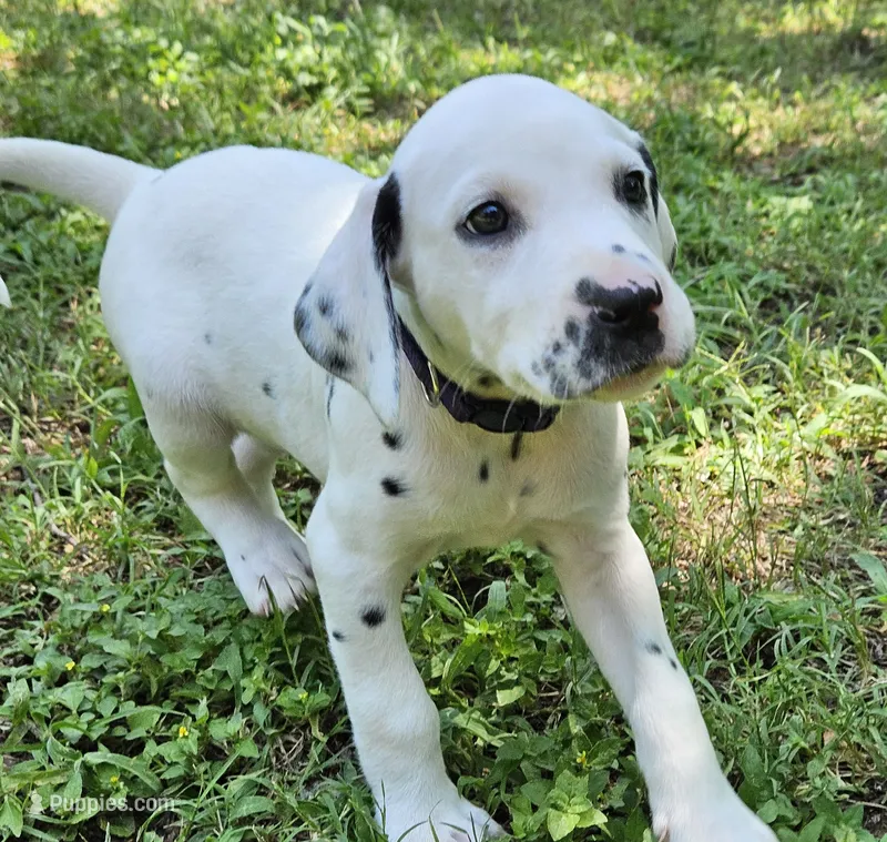 Purple – Dalmatian puppy for sale in Denton, TX
