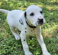 Purple, a female Dalmatian for sale in Denton, TX – 1 of 5