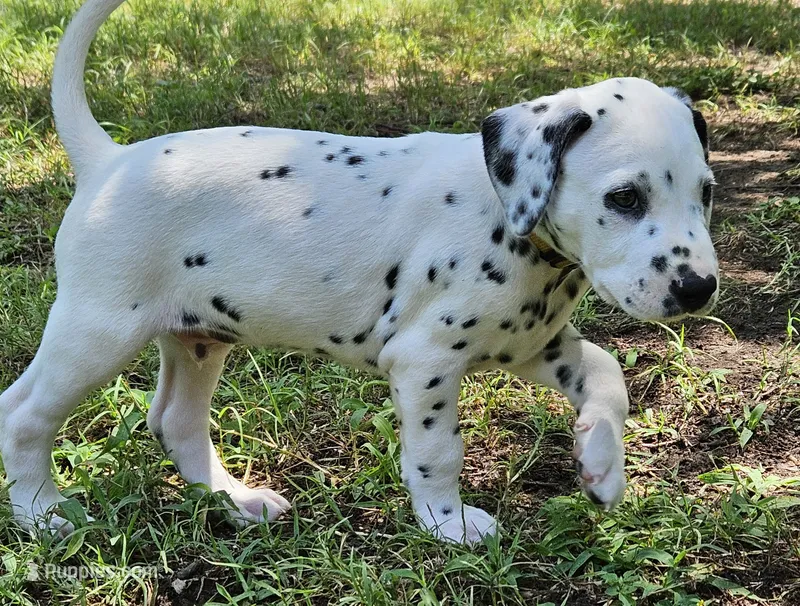 Yellow – Dalmatian puppy for sale in Denton, TX