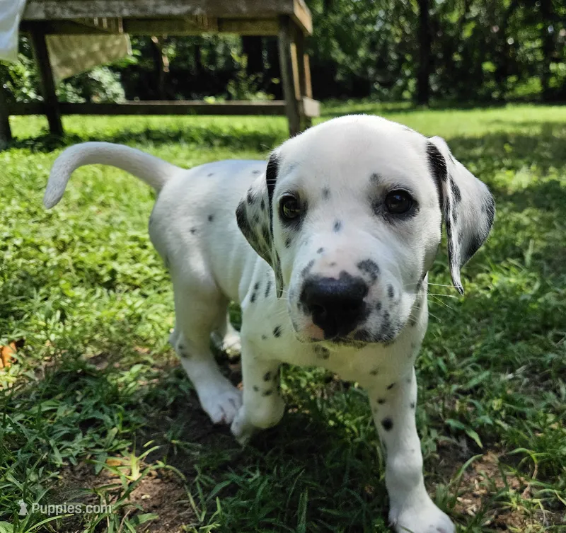 Pink – Dalmatian puppy for sale in Denton, TX