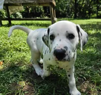 Pink, a female Dalmatian for sale in Denton, TX – 1 of 5